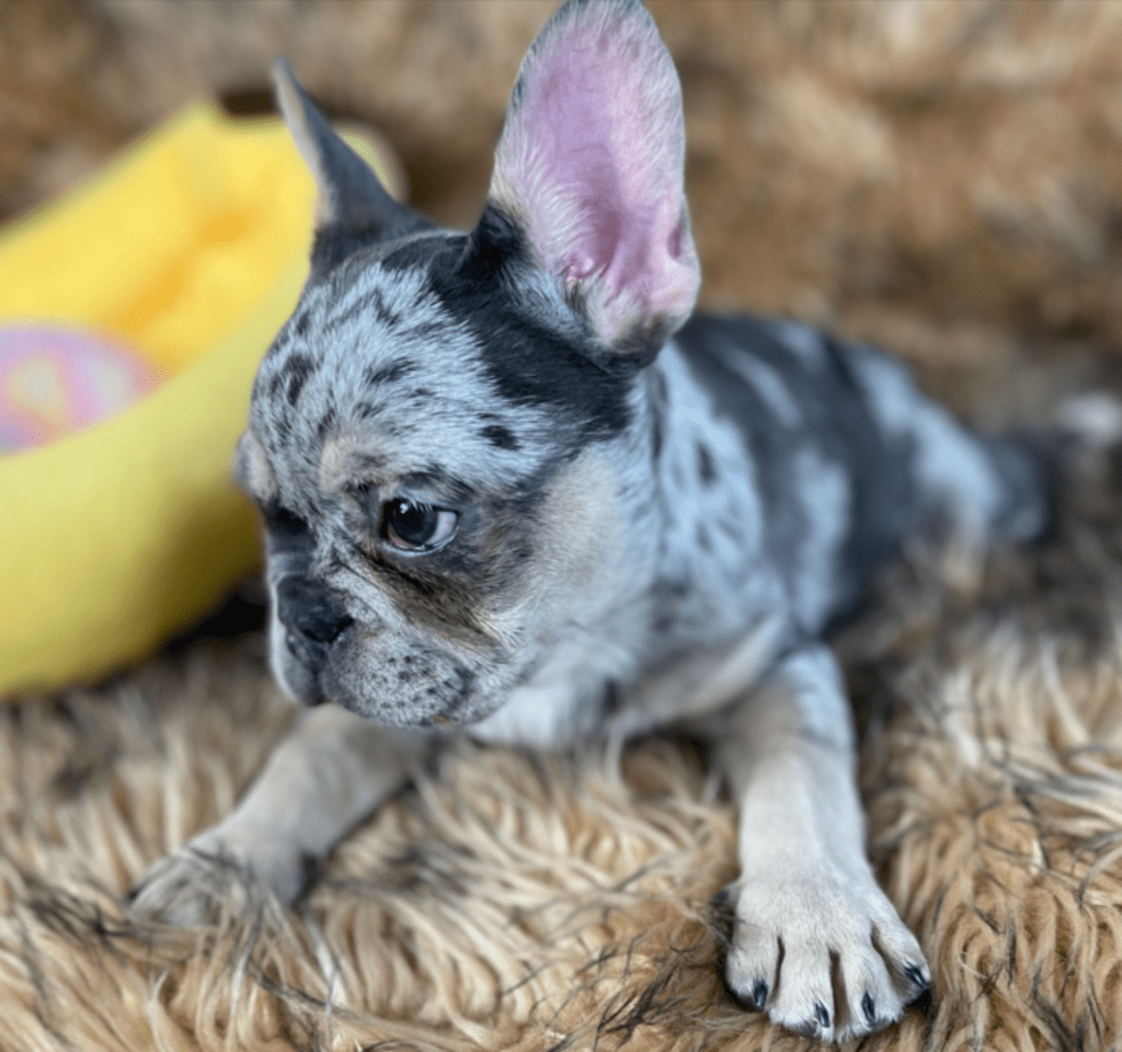 Percy Blue Merle Tan Points French Bulldog Male | Ready Feb 12, 2023