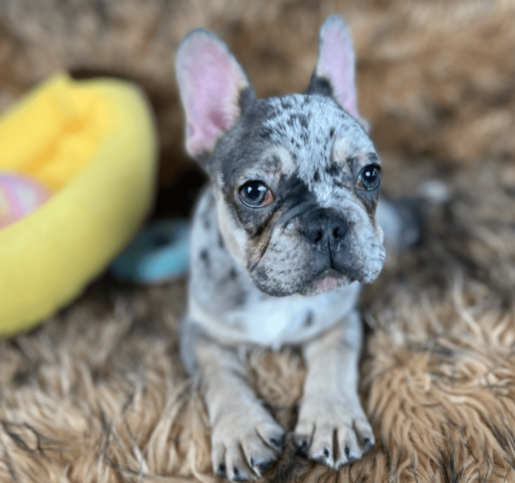 Percy Blue Merle Tan Points French Bulldog Male | Ready Feb 12, 2023