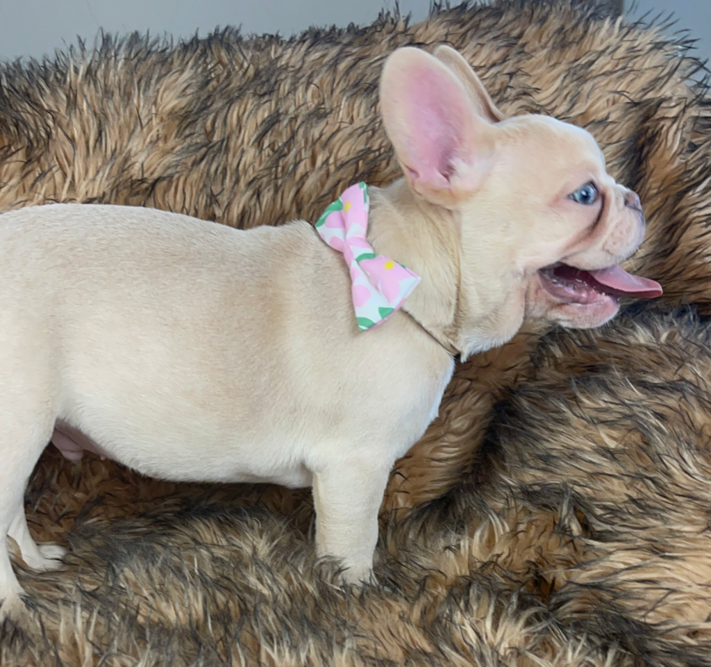 Powell Platinum French Bulldog Male | Ready Feb 12, 2023
