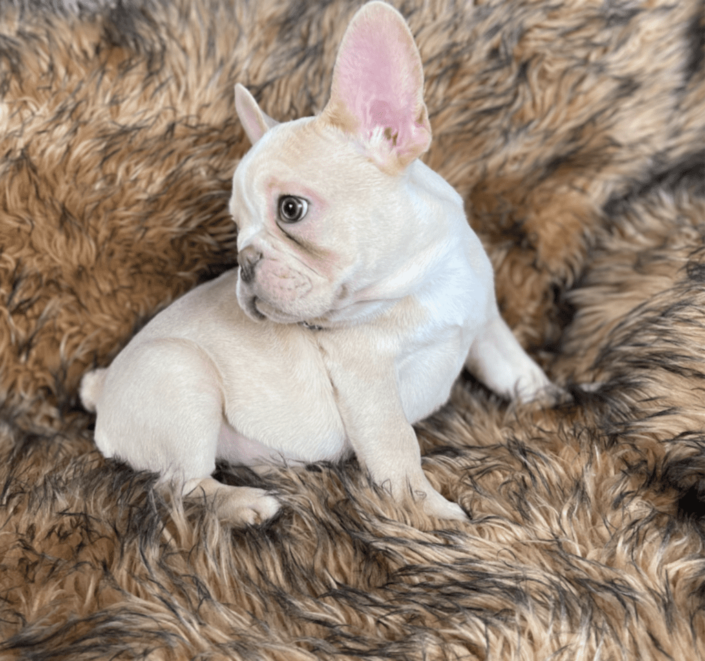 Powell Platinum French Bulldog Male | Ready Feb 12, 2023