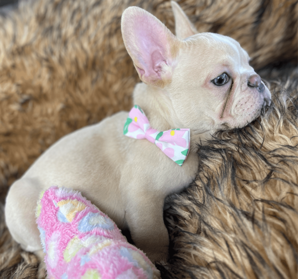 Powell Platinum French Bulldog Male | Ready Feb 12, 2023
