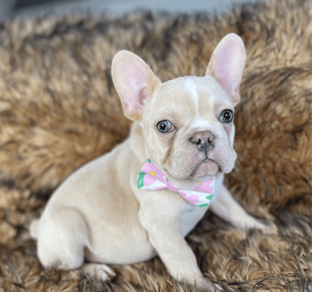 Powell Platinum French Bulldog Male | Ready Feb 12, 2023