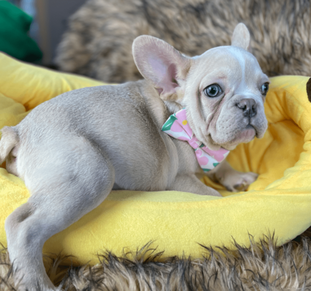 Powell Platinum French Bulldog Male | Ready Feb 12, 2023