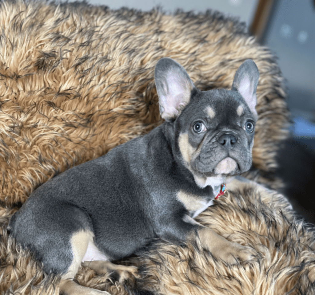 Provo Blue and Tan French Bulldog Male | Ready Feb 12, 2023