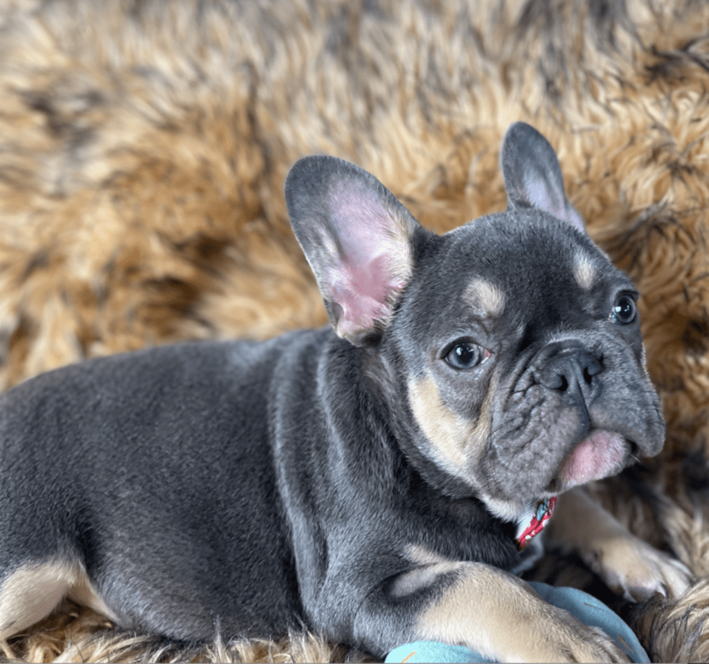 Provo Blue and Tan French Bulldog Male | Ready Feb 12, 2023