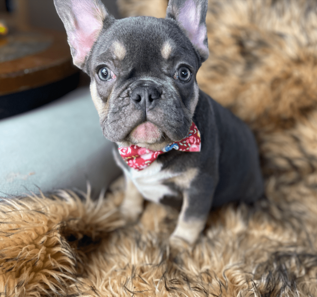 Provo Blue and Tan French Bulldog Male | Ready Feb 12, 2023
