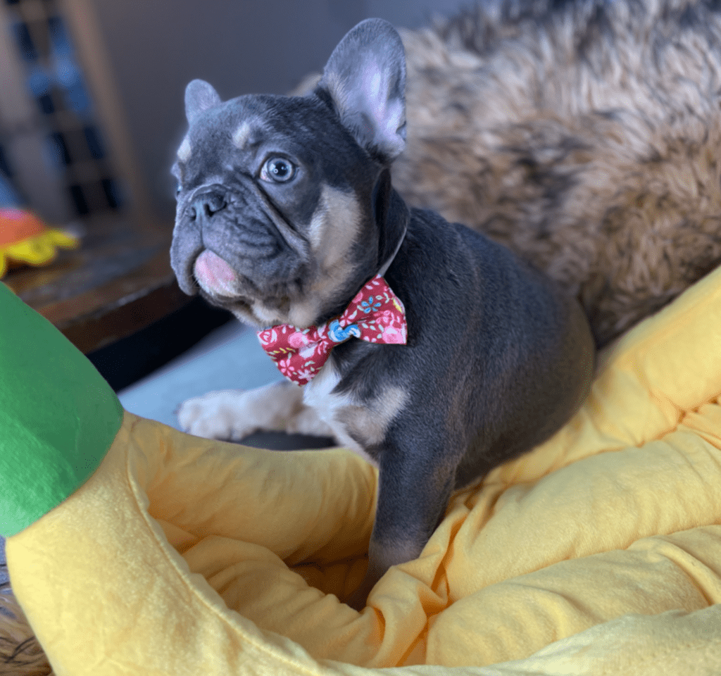 Provo Blue and Tan French Bulldog Male | Ready Feb 12, 2023