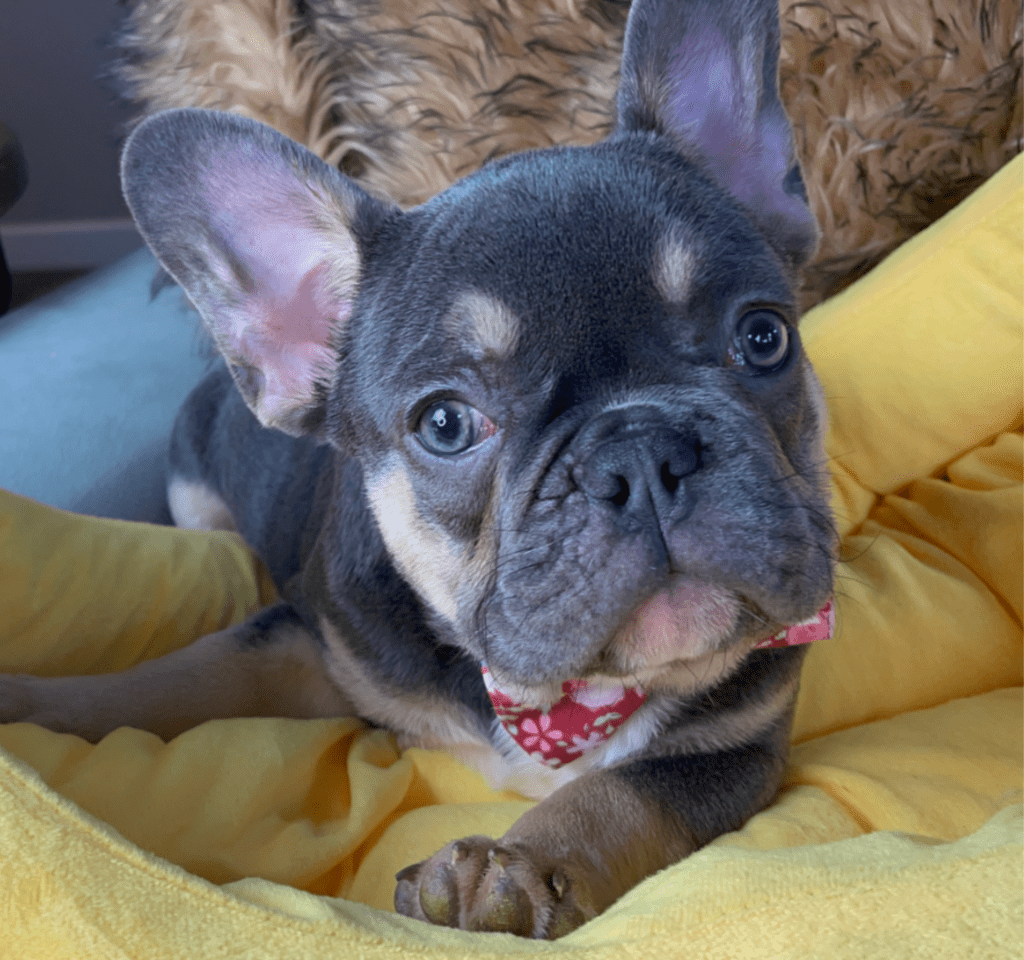 Provo Blue and Tan French Bulldog Male | Ready Feb 12, 2023