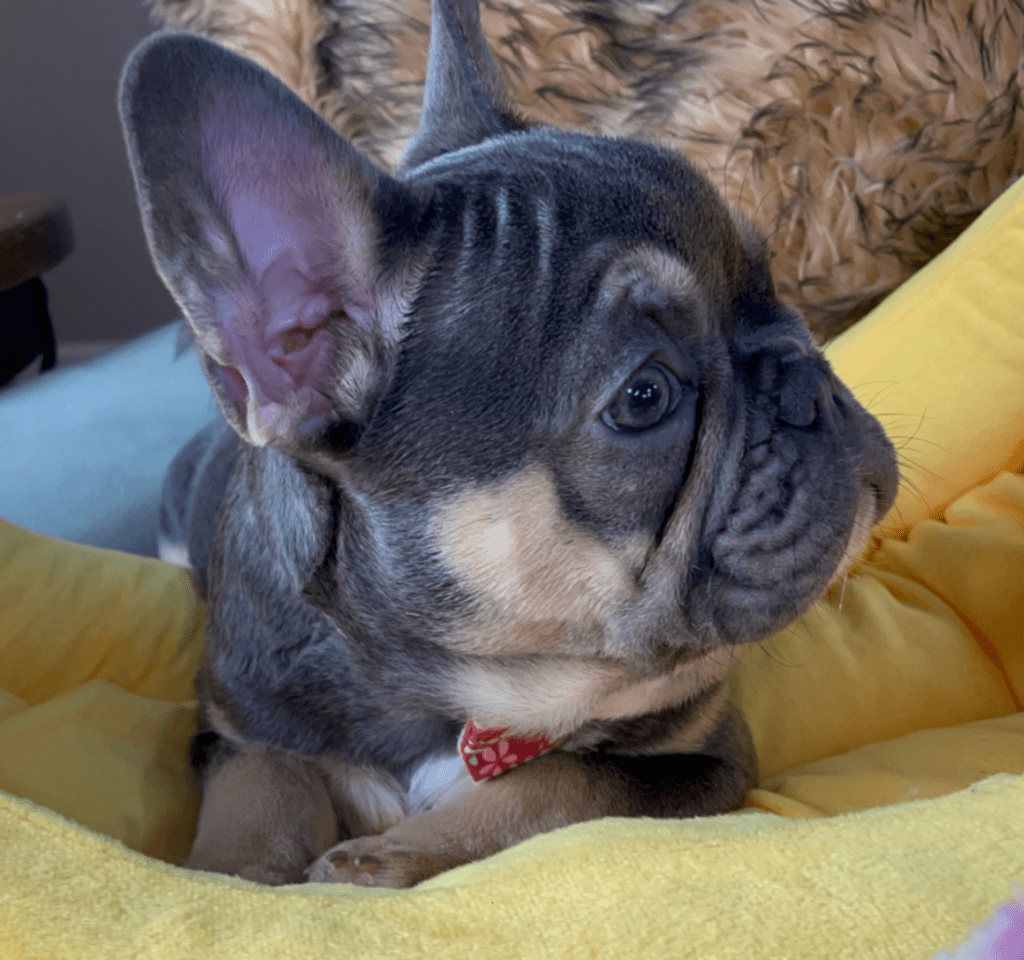 Provo Blue and Tan French Bulldog Male | Ready Feb 12, 2023
