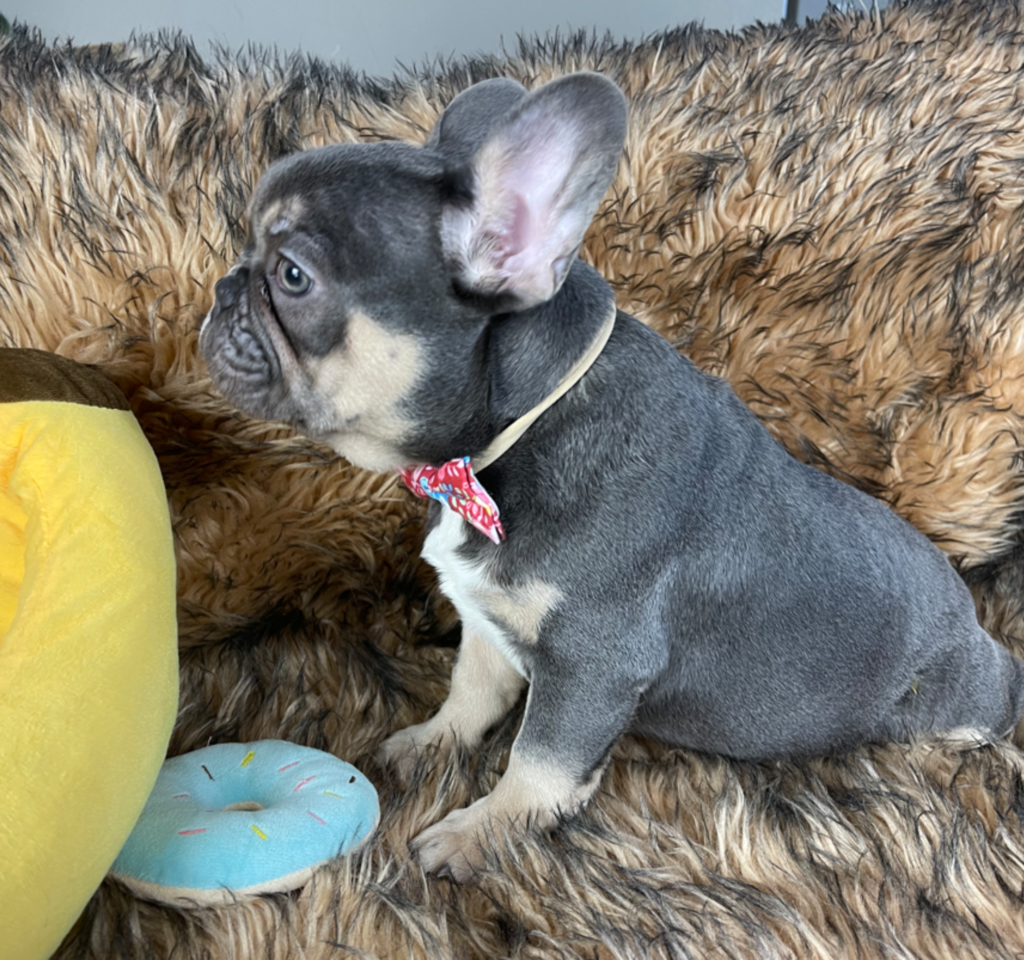 Provo Blue and Tan French Bulldog Male | Ready Feb 12, 2023