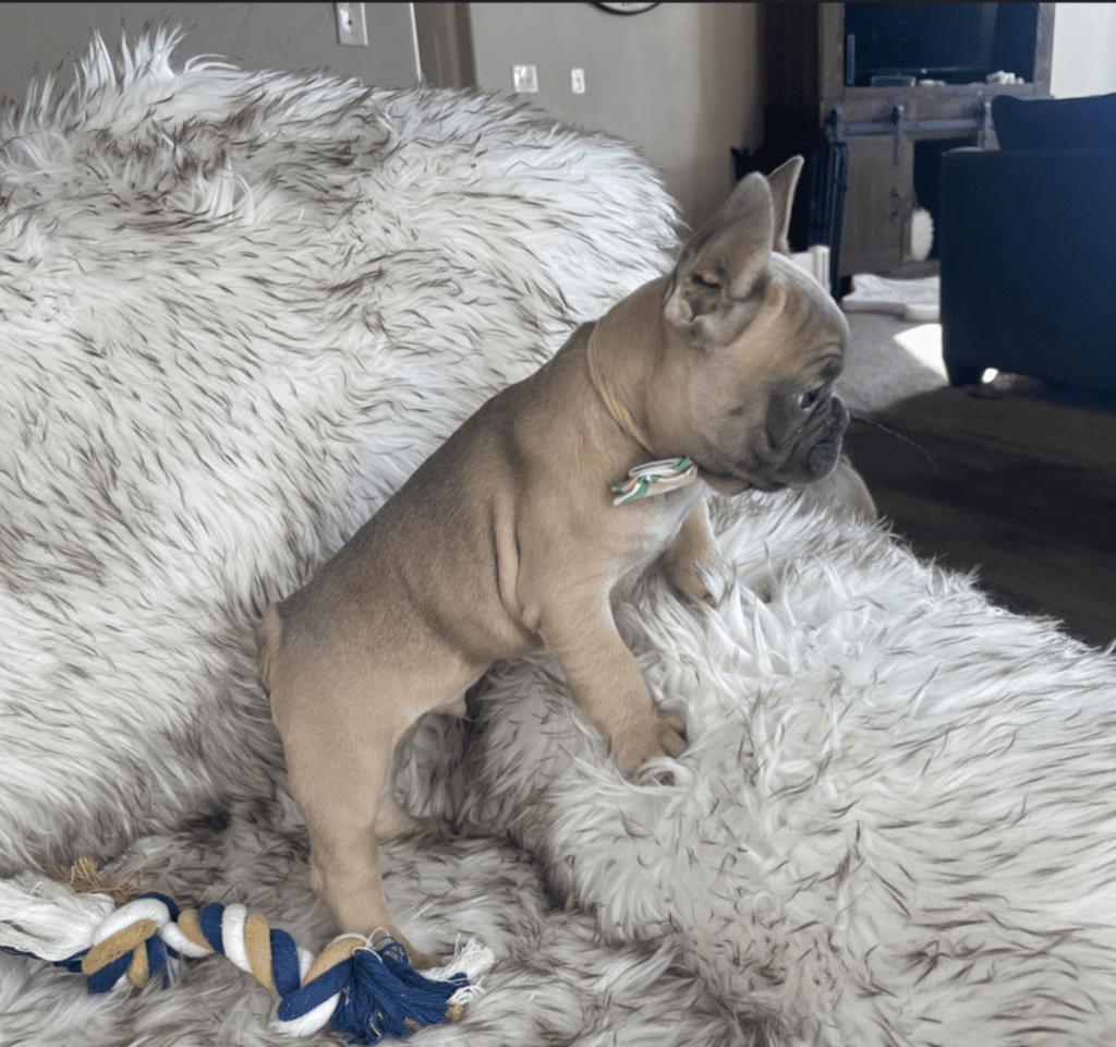 Mead Blue Fawn French Bulldog Male | Ready February 18th
