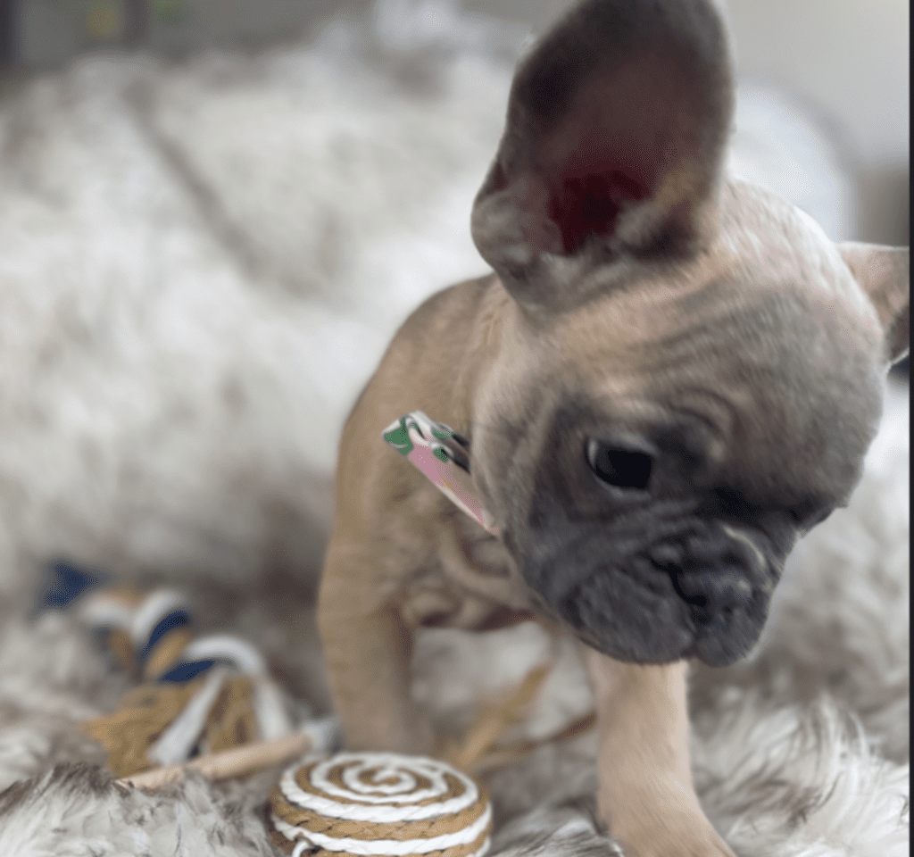 Mead Blue Fawn French Bulldog Male | Ready February 18th