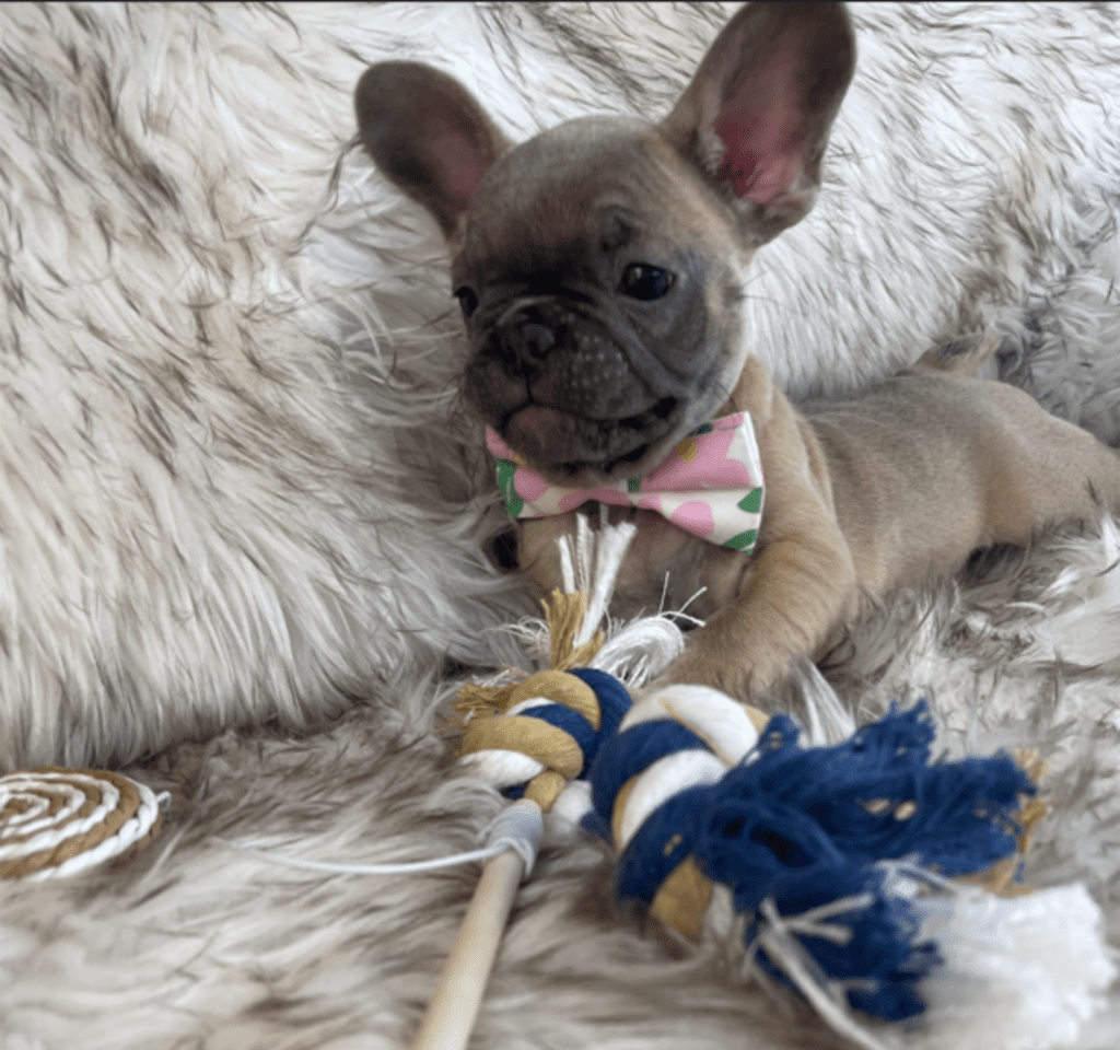 Mead Blue Fawn French Bulldog Male | Ready February 18th