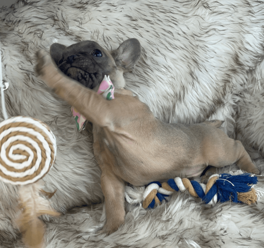 Mead Blue Fawn French Bulldog Male | Ready February 18th