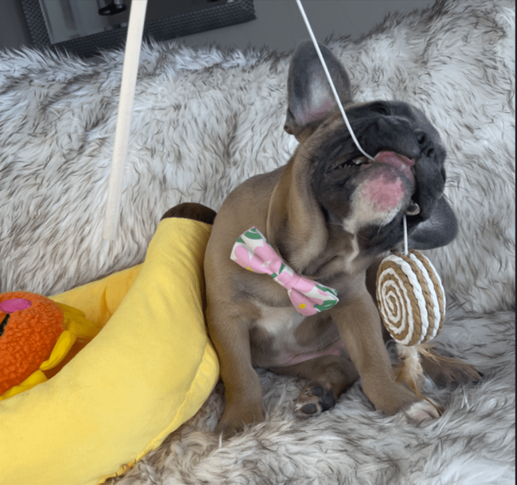 Jack Blue Fawn French Bulldog Male | Ready February 18th