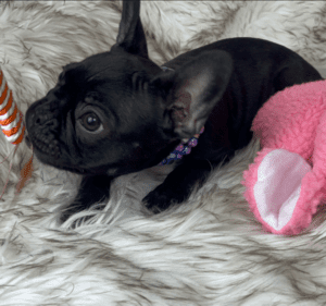 Jasmine Black French Bulldog Female | Born November 23rd, 2022