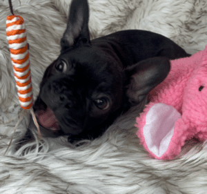 Jasmine Black French Bulldog Female | Born November 23rd, 2022