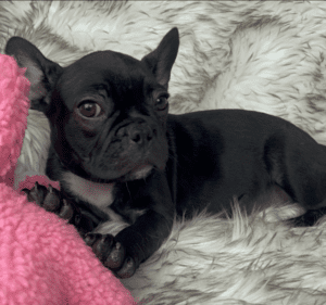 Jasmine Black French Bulldog Female | Born November 23rd, 2022