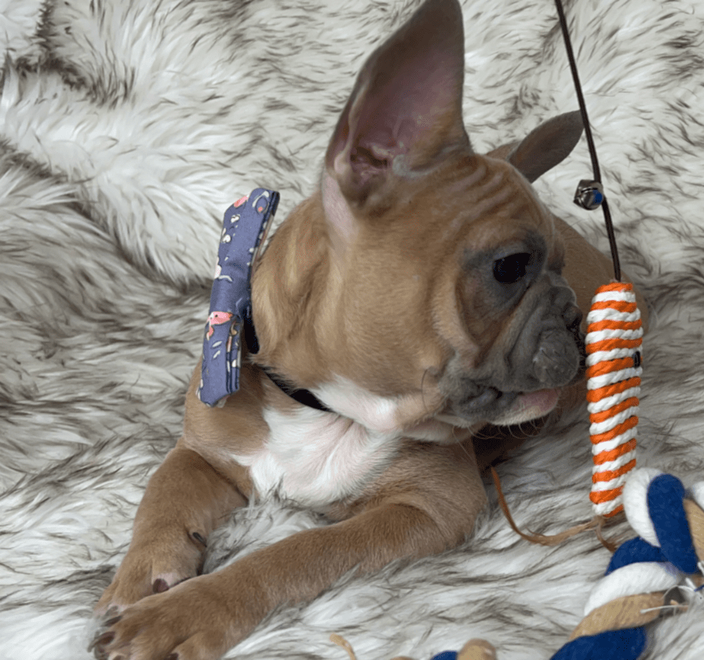 Kobe Blue Fawn French Bulldog Male | Ready February 9th, 2023