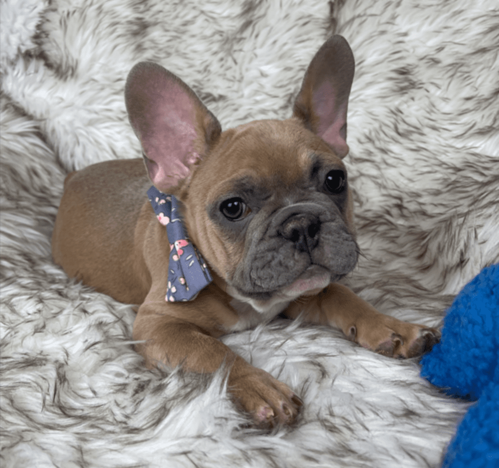 Kobe Blue Fawn French Bulldog Male | Ready February 9th, 2023