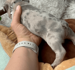 Kirby | Blue Fawn French Bulldog Male | Born May 10th, 2023