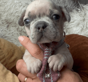 Kirby | Blue Fawn French Bulldog Male | Born May 10th, 2023