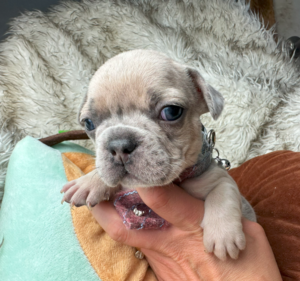 Kirby | Blue Fawn French Bulldog Male | Born May 10th, 2023
