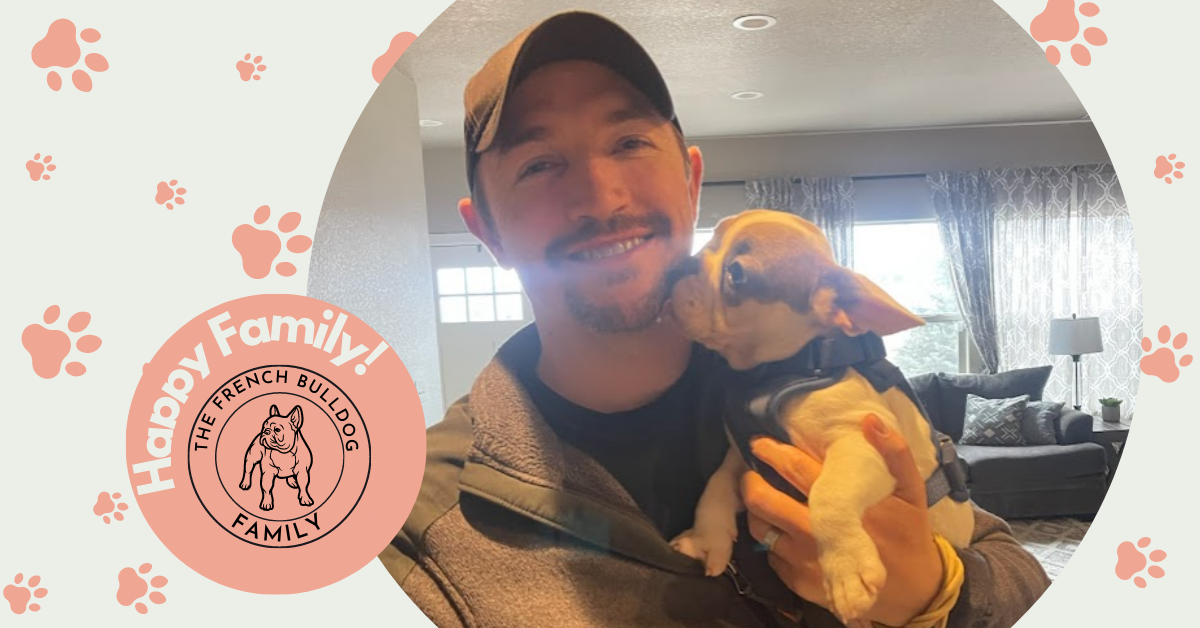 London Fawn Pied French Bulldog Male | Ready Feb 21, 2023