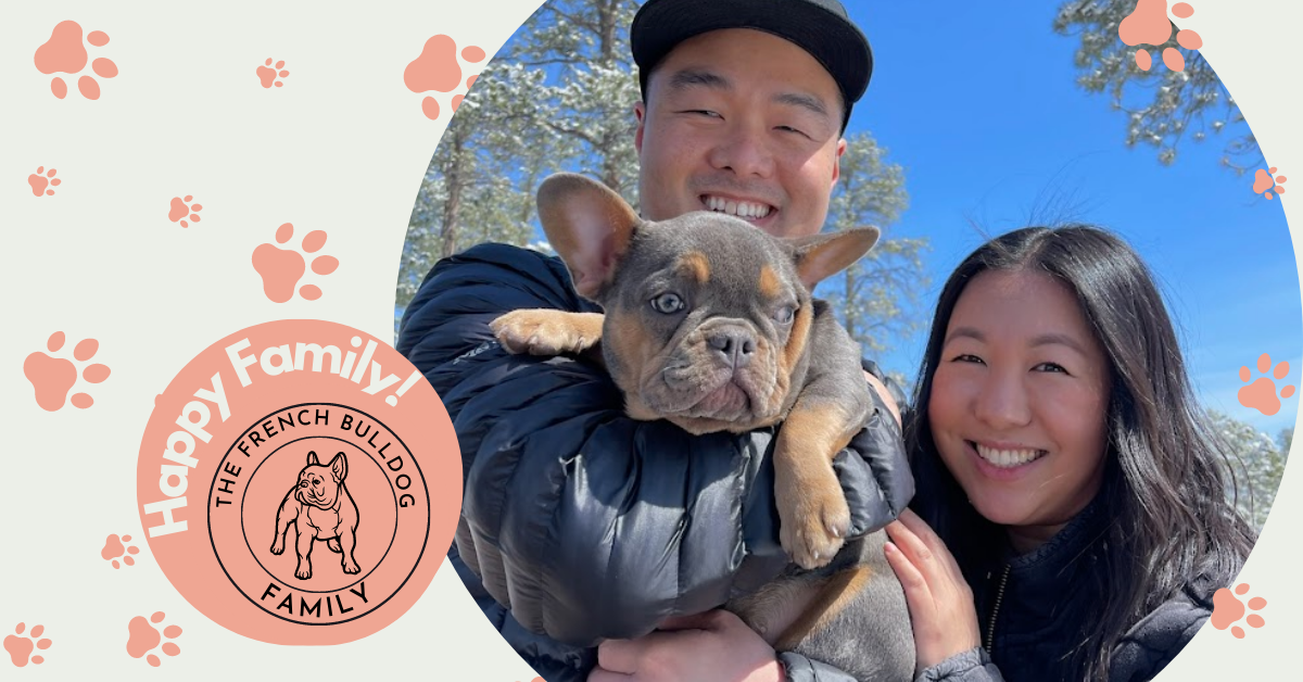 Penny Blue and Tan French Bulldog Female | Ready Now