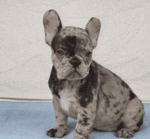 Oatmeal Chocolate Merle French Bulldog Female | Born December 6th, 2022
