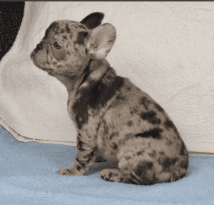 Oatmeal Chocolate Merle French Bulldog Female | Born December 6th, 2022