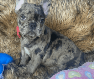 Frenchie Friday Feb 17, 2023