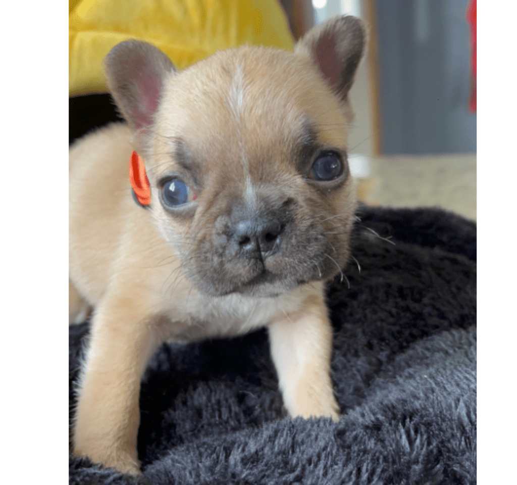 Copy of Copy of Untitled - 2023-02-28T203951.626
