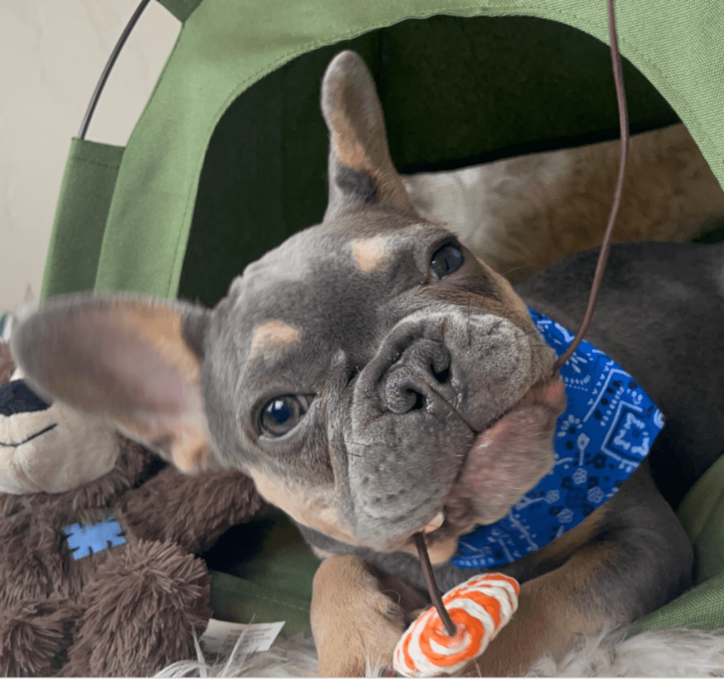 Copy of Copy of Untitled - 2023-03-03T132603.241