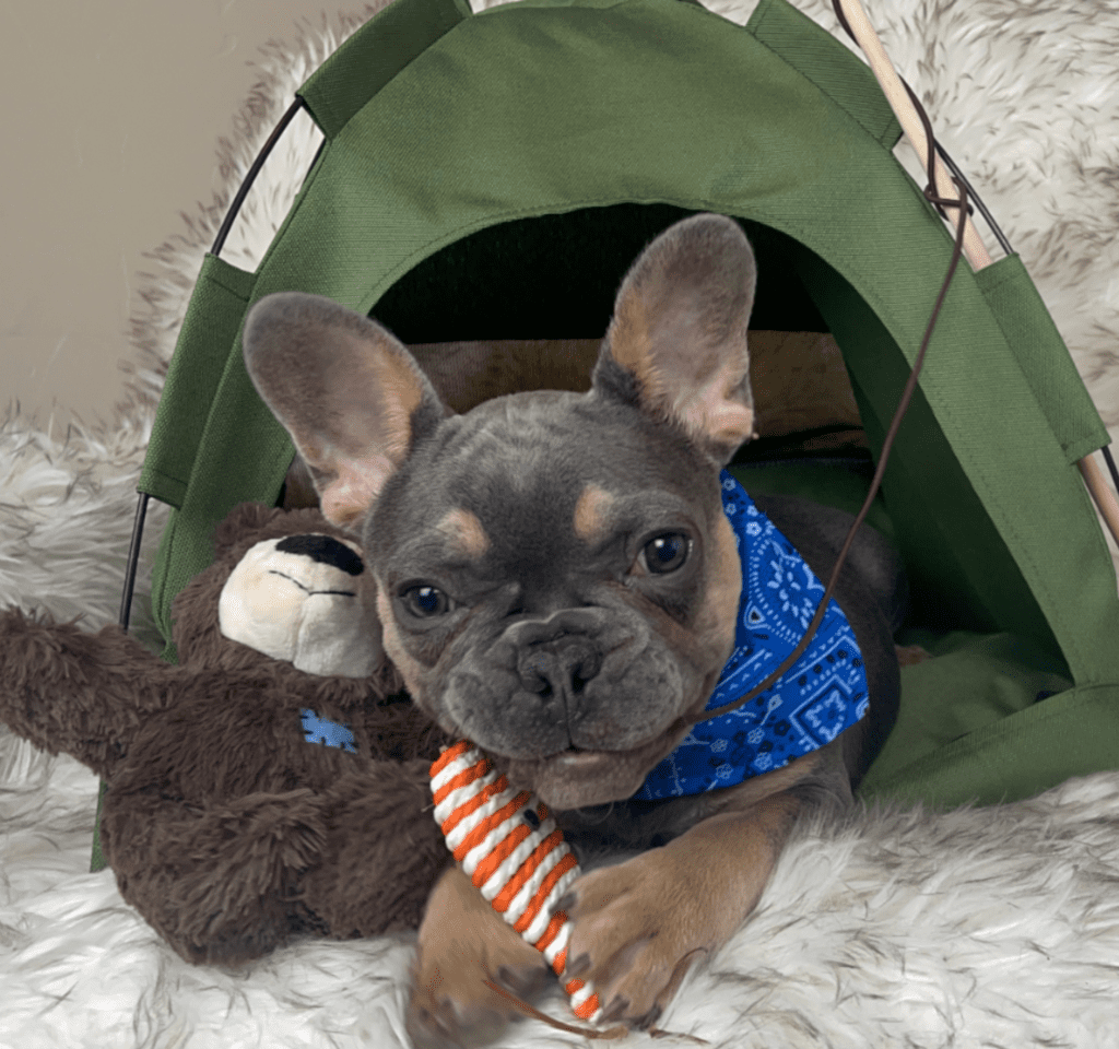 Copy of Copy of Untitled - 2023-03-03T132617.633