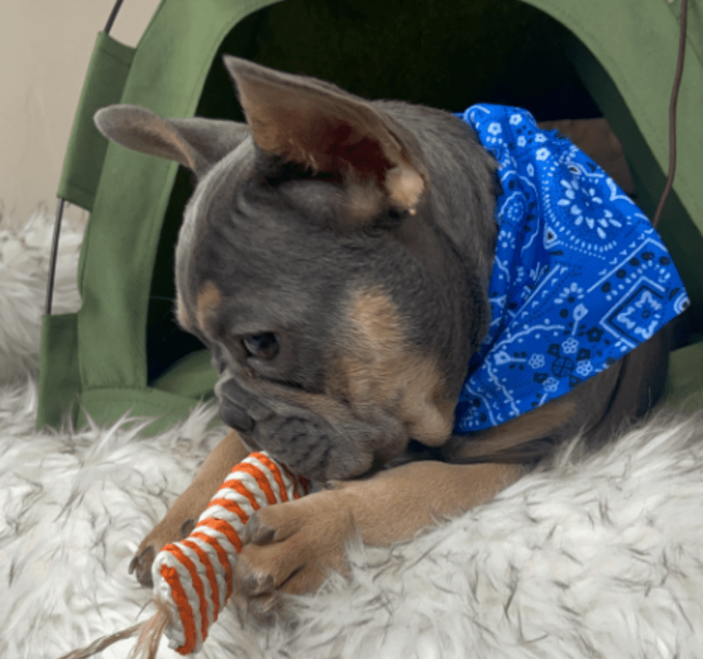 Copy of Copy of Untitled - 2023-03-03T132625.860