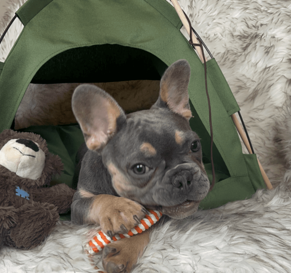 Copy of Copy of Untitled - 2023-03-03T132637.116