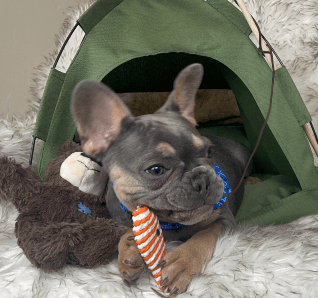 Copy of Copy of Untitled - 2023-03-03T132647.516