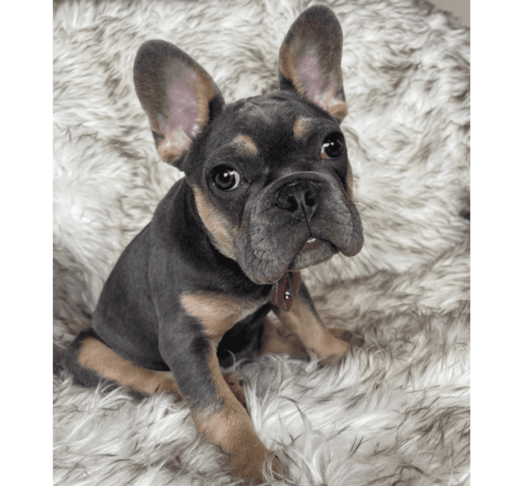 Copy of Copy of Untitled - 2023-03-03T132710.135