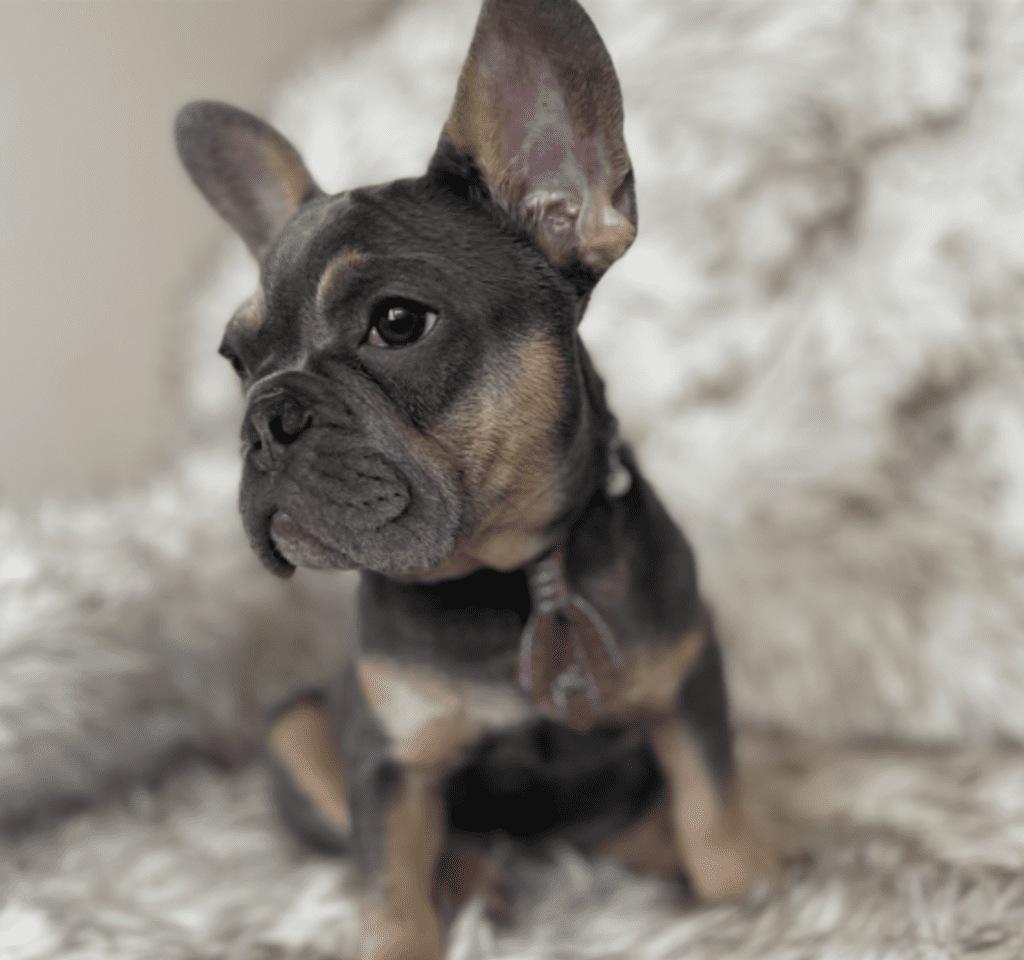 Copy of Copy of Untitled - 2023-03-03T132743.758