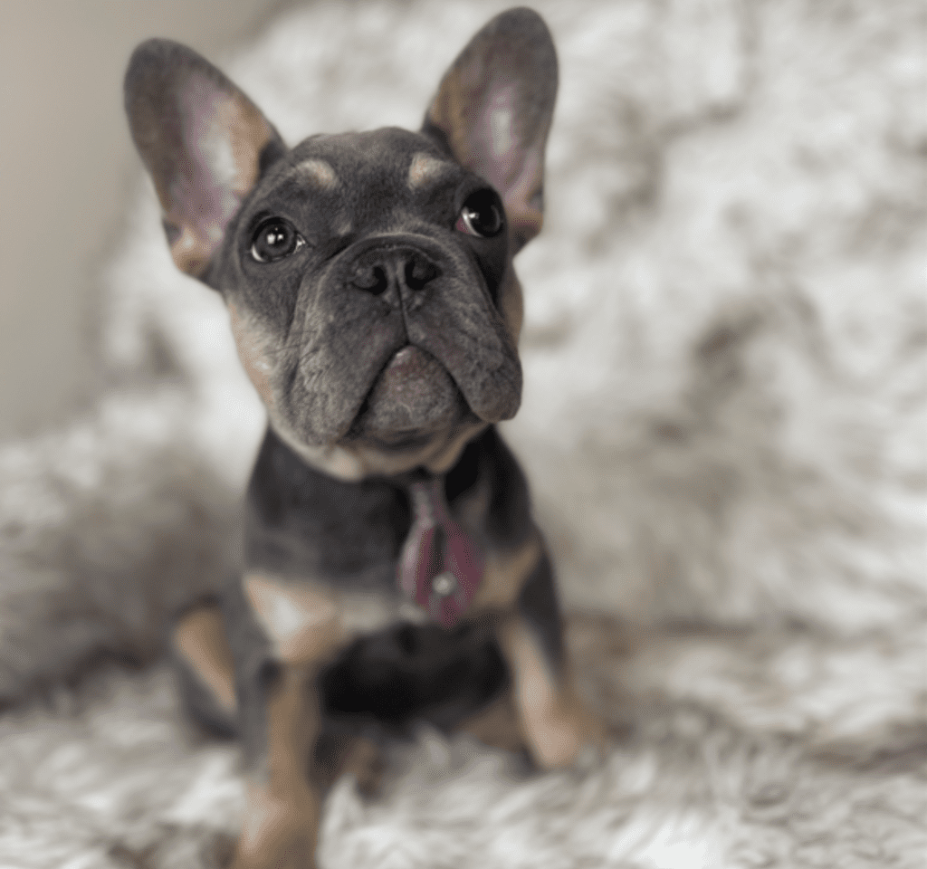 Copy of Copy of Untitled - 2023-03-03T132805.376