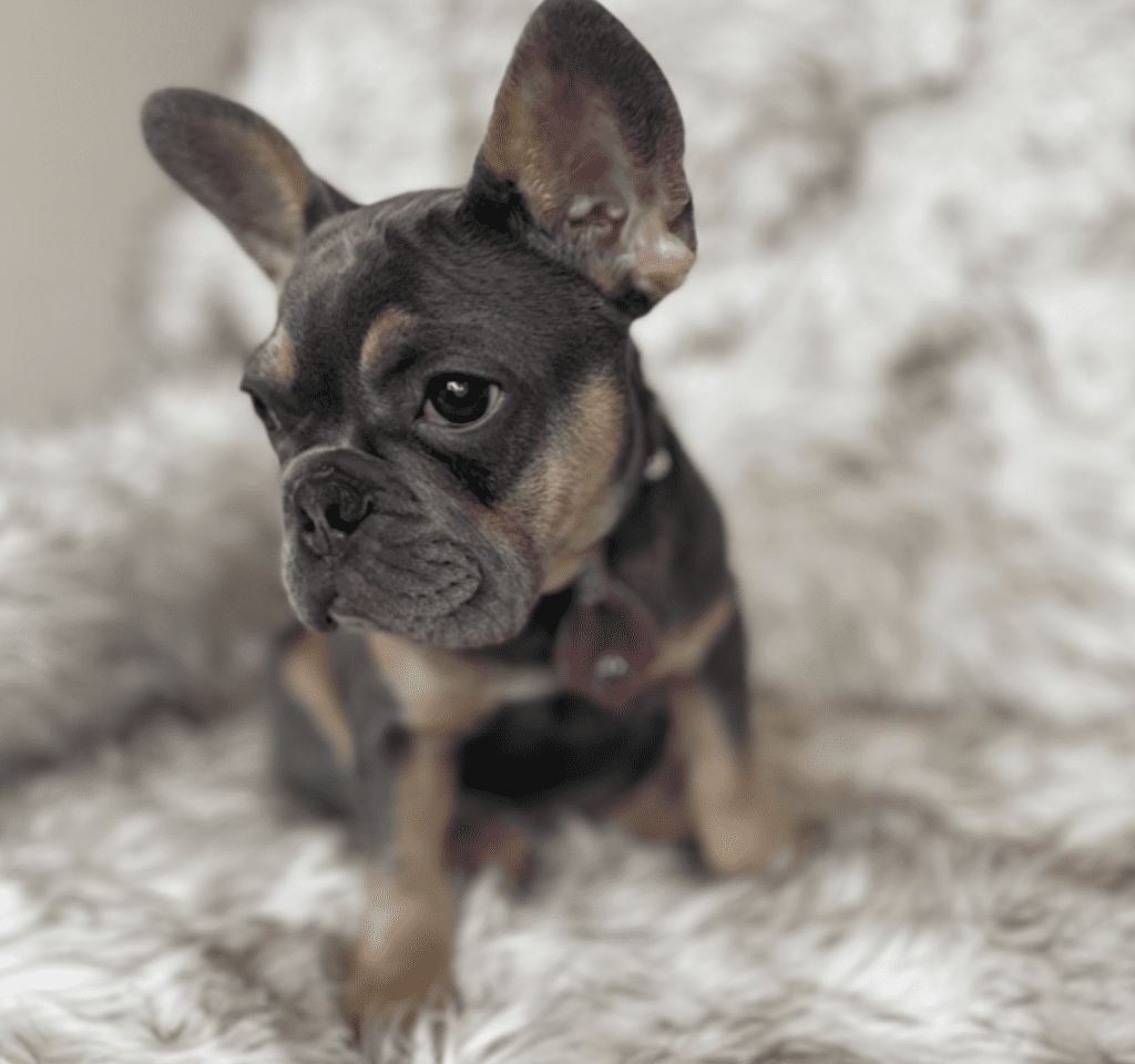 Copy of Copy of Untitled - 2023-03-03T132815.620