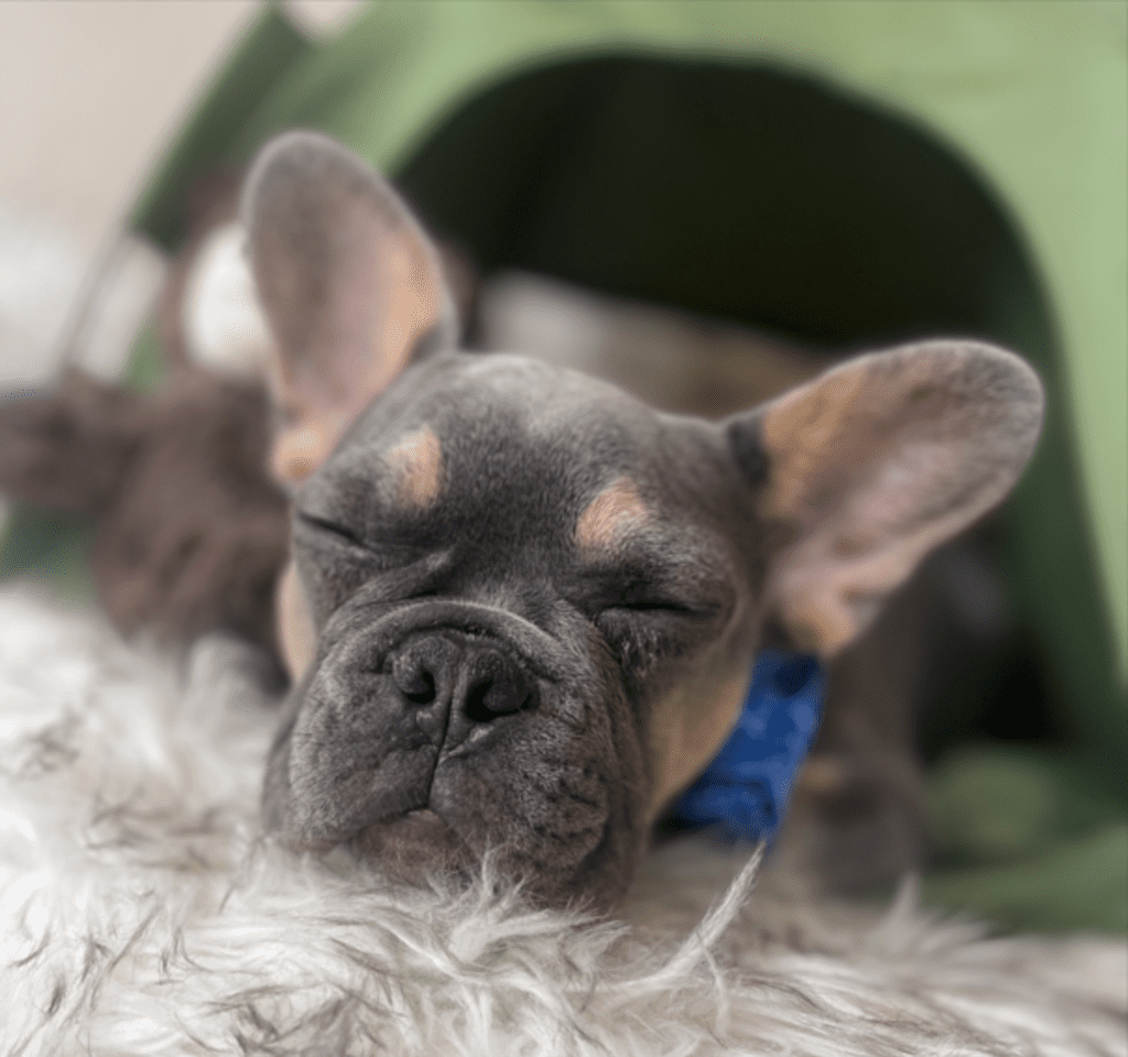 Bruno Blue and Tan French Bulldog male