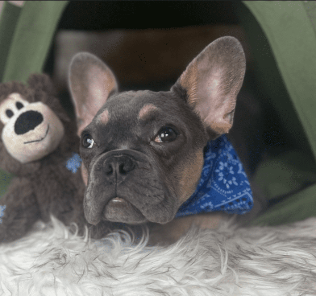Bruno Blue and Tan French Bulldog male