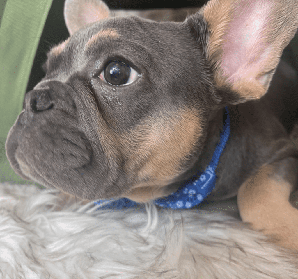 Bruno Blue and Tan French Bulldog male