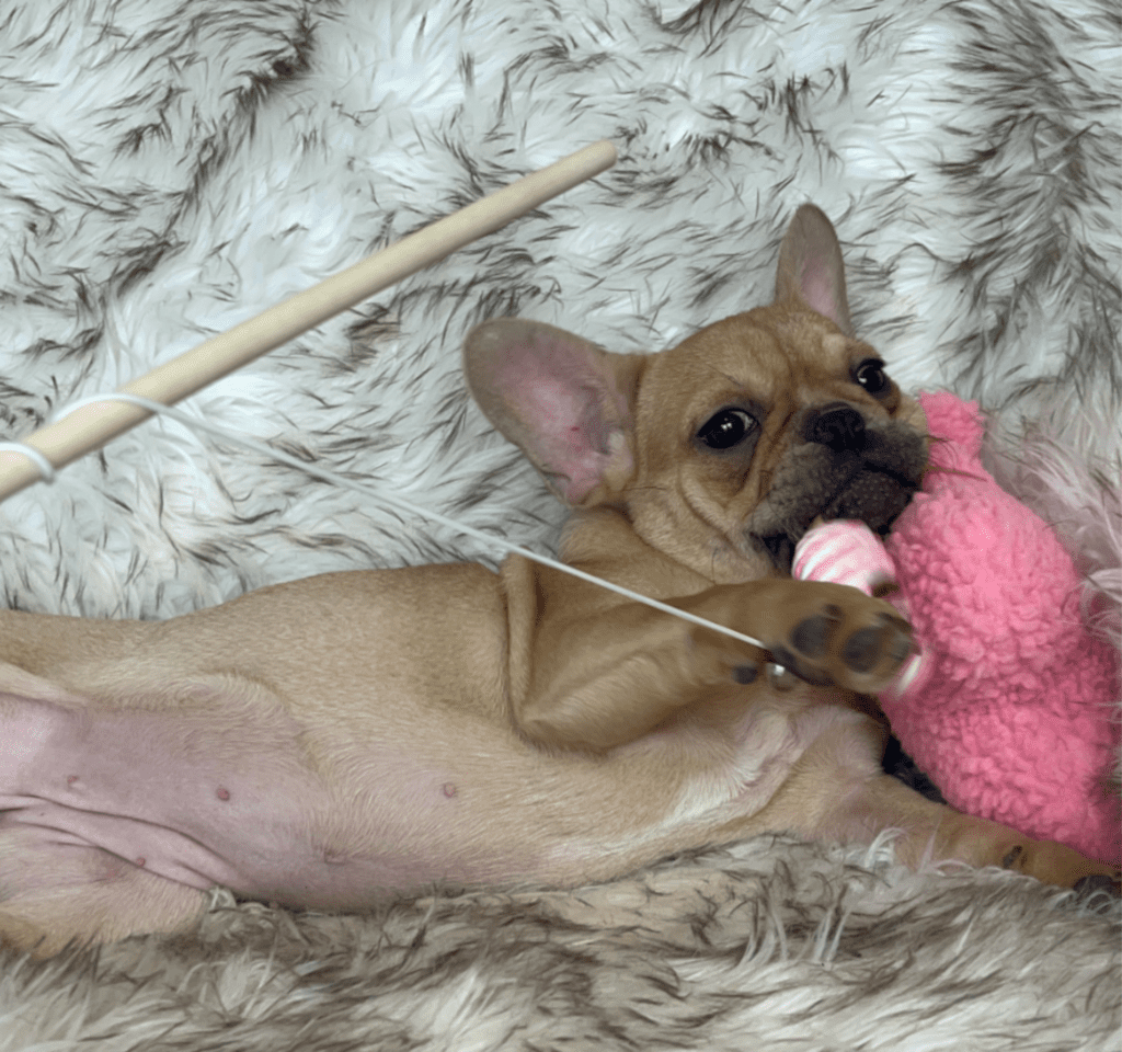 Petunia Blue Fawn French Bulldog female