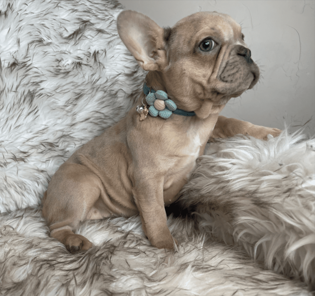 Pearl Lilac Fawn French Bulldog Female | Ready Feb 12, 2023