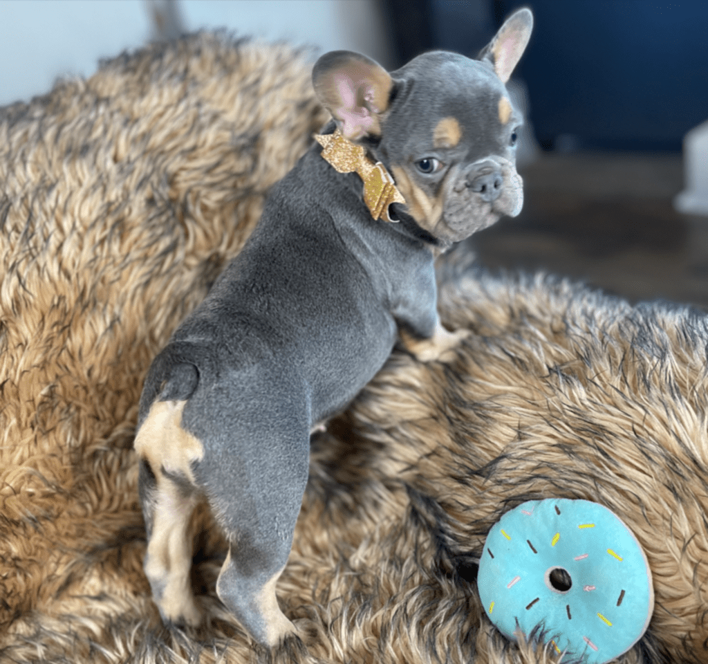 Penny Blue and Tan French Bulldog Female | Ready Feb 12, 2023