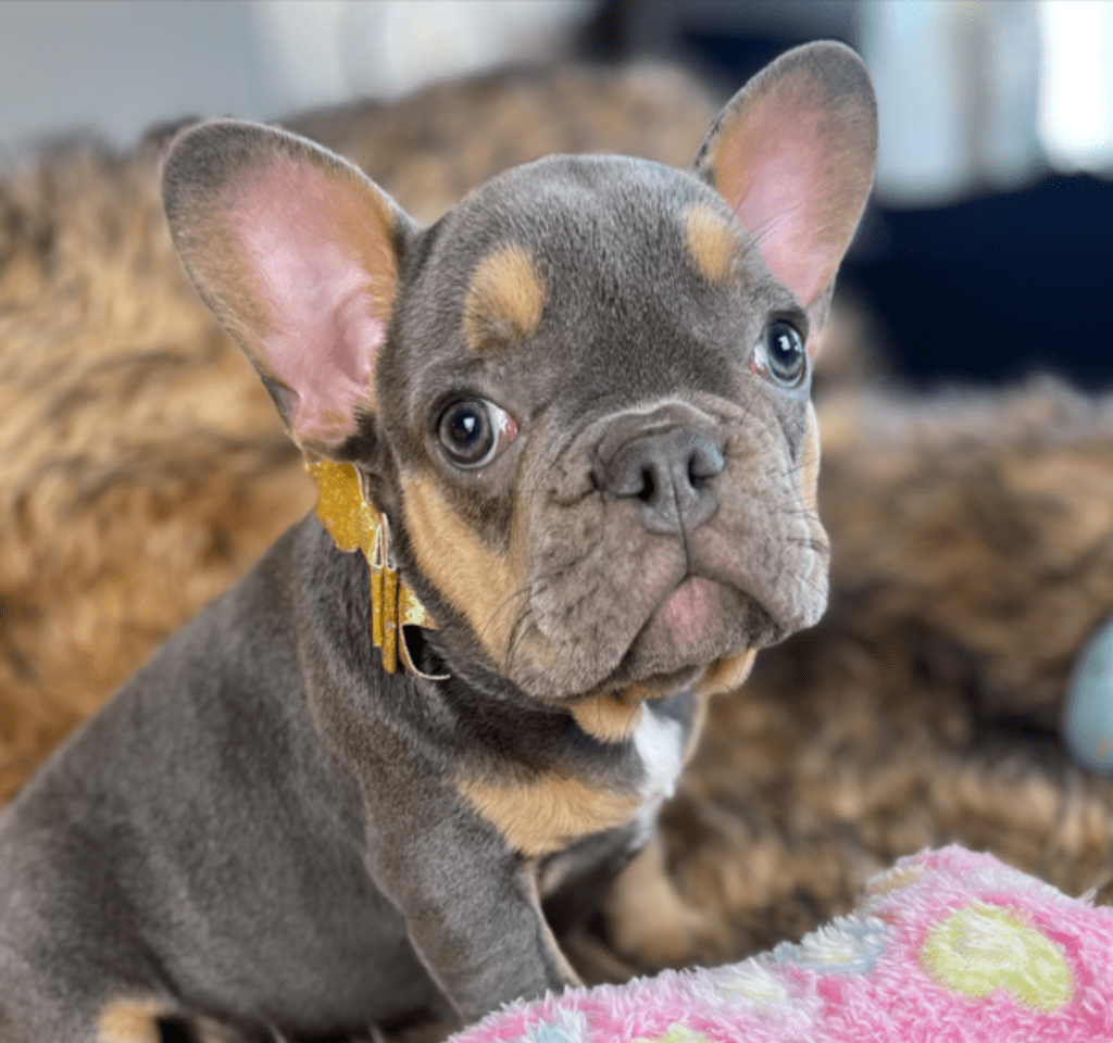 Penny Blue and Tan French Bulldog Female | Ready Feb 12, 2023