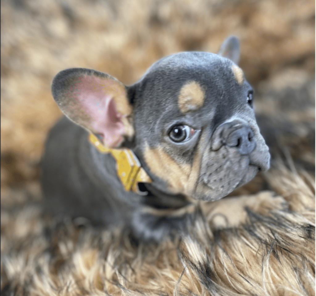 Penny Blue and Tan French Bulldog Female | Ready Feb 12, 2023